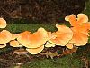 Chicken of the Woods