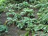Ferns in Hackfall August 2006
