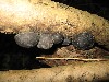 King Alfred's cake fungus