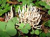 candle snuff fungus