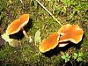 orange peel fungus