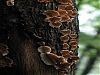 Tree fungus