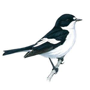 Pied Flycatcher