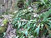 Ferns in Hackfall