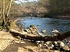 The River Ure Hackfall