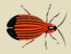 Red net-winged beetle Platycis minutus