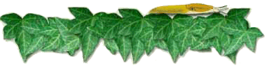 Slug & Leaves