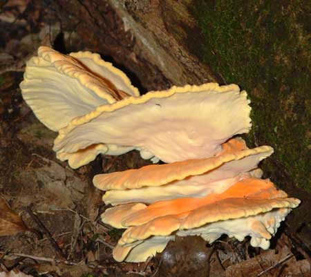 Chicken of the Woods