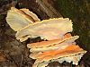 Laetiporus sulphureus