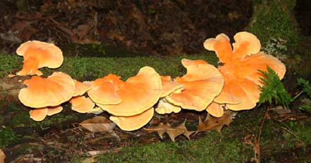 Chicken of the Woods