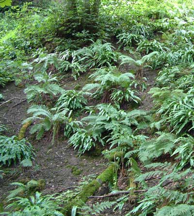 Ferns in Hackfall August 2006