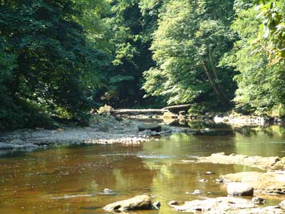 River Ure at Hackfall looking downstream