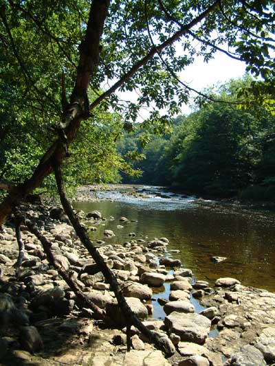 River Ure at Hackfall looking towards Masham