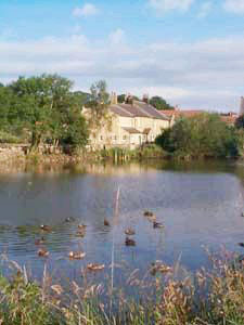 Village pond with ducks