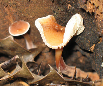 butter cap mushroom