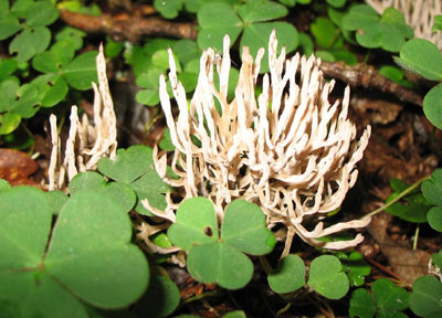 candle snuff fungus