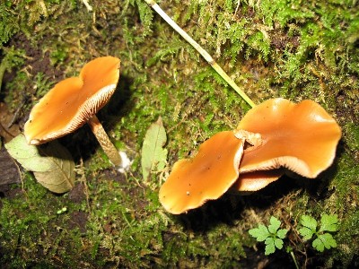 orange peel fungus