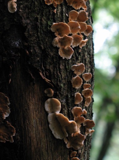 Tree fungus