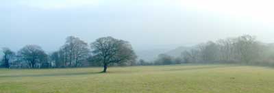 Hackfall Woods on a misty day in January