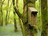 Nest boxes at Hackfall.