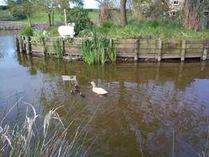 Ducklings on the pond