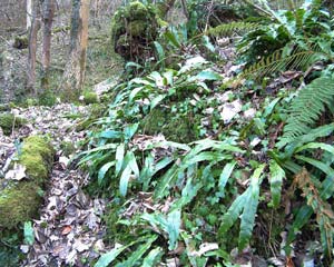 Ferns in Hackfall